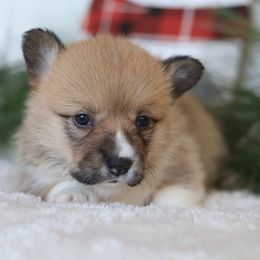 Basil - Sable female Pembroke Welsh Corgi puppy in Morgantown, Pennsylvania from Goldstar Puppies (License Number 18519)