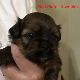 Red - Brown male Lhasa Apso puppy in Greensboro, North Carolina from Koenigplatz Kennel