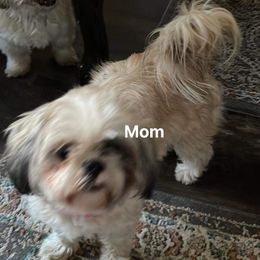 China - Shih Tzu