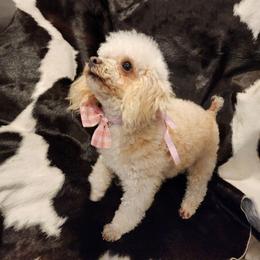 Gummy - Poodle