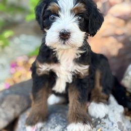 Toffee - Tri-color male Bernedoodle puppy in Peoria, Arizona from Grand Canyon Bernedoodles