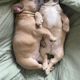 French Bulldog Puppies from Queenbeebullies