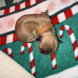 Daffy - Gold female Shih Tzu puppy in Huber Heights, Ohio from Little Healthy Purebred Pups