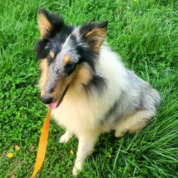 Blue Raspberry "Bluey" - Blue merle white and tan Collie puppy in Campbell County, Virginia from StarCollies