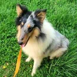 Blue Raspberry "Bluey" - Blue merle white and tan Collie puppy in Campbell County, Virginia from StarCollies