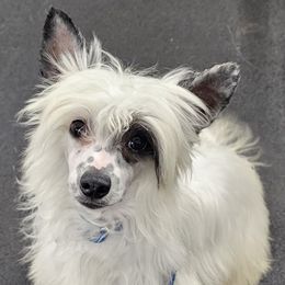 Captain (B5) - White and black male Chinese Crested puppy in Little Rock, Arkansas from Fabulis Toys (Chinese Crested, Papillons, Chihuahuas)