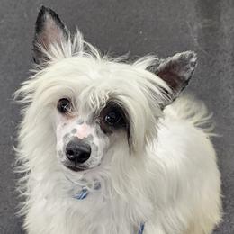 Captain (B5) - White and black male Chinese Crested puppy in Little Rock, Arkansas from Fabulis Toys (Chinese Crested, Papillons, Chihuahuas)