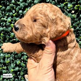 Orange - Red  male Poodle puppy in El Paso, Texas from Paws Of Beauty
