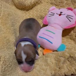 AKC Purple - Red female Pembroke Welsh Corgi puppy in Summerfield, Florida from Promise Land Farm