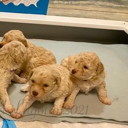 Lagotto Romagnolo Puppies from Yellow Brick Road Lagotto Romagnolo