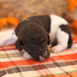 Pogo - Parti male Poodle puppy in Lavonia, Georgia from Peach Blossom Kennels