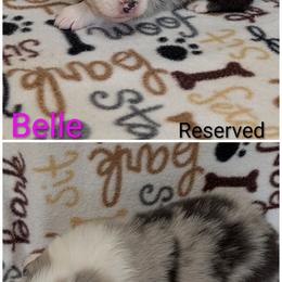 Belle - Blue merle female Australian Shepherd puppy in Squaw Valley, California from A&M Australian Shepherds