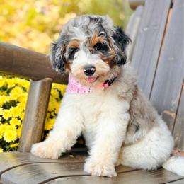 Mercy - Blue merle female Bernedoodle puppy in Wickenburg, Arizona from Houskerville Doodles