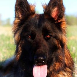 German Shepherds from Haus Wesmiller