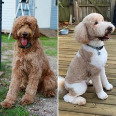 Double Doodles and Goldendoodles from Emma Lee Doodles