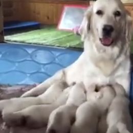 Golden Retriever Puppies from HuesofGold Halos