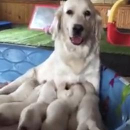 Golden Retriever Puppies from HuesofGold Halos