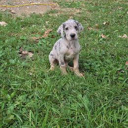 Girl 3 - Merle female Great Dane puppy in Camby, Indiana from Heather's Noble Saints