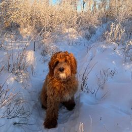 Australian Labradoodle All Grown Up from Lazy Mountain Labradoodles