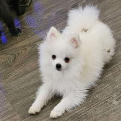 Nicky - White Pomeranian puppy in Florida from Pamispoms