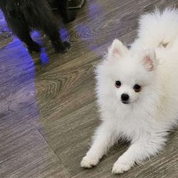 Nicky - White Pomeranian puppy in Florida from Pamispoms