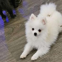 Nicky - White Pomeranian puppy in Florida from Pamispoms