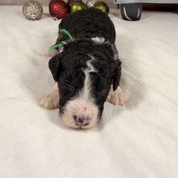 M and M - Tri-color male Bernedoodle puppy in Luana, Iowa from Country View Bernedoodles and Goldendoodles