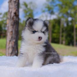Miles - Black and white male Pomsky puppy in Loxahatchee, Florida from Cardinal Point Pomskies