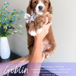Goblin - Red male Cavapoo puppy in South Jordan, Utah from Wonderful World Doodles