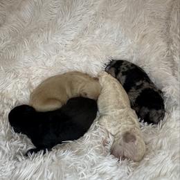 Rihanna - Merle female Goldendoodle puppy in Pleasant Grove, Utah from Canterbury Canines