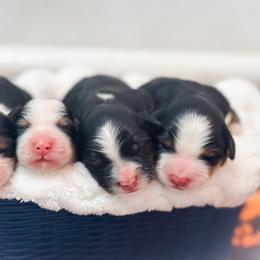 Holly - Tri-color female Bernedoodle puppy in Kilgore, Texas from Furry Tail Doodles