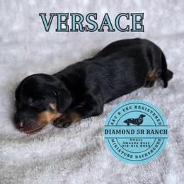 VERSACE - Black and tan male Dachshund puppy in Columbia, Louisiana from Diamond 5R Ranch AKC & CKC Miniature Dachshunds