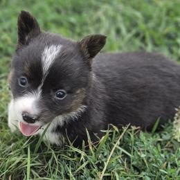 Male 3 - Black and white male American Corgi puppy in Portland, North Dakota from Sliding stop corgis