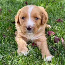Pie - Red male Bernedoodle puppy in Springville, Utah from Oodles of Bernedoodles
