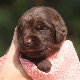 Newfoundland Puppies from Pine River Newfoundlands