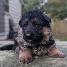 Red Collar - Black and tan male German Shepherd puppy in Millan, Illinois from Volhouden German Shepherds