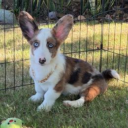 Bobble - Blue merle and white male Cardigan Welsh Corgi puppy in San Diego ,Ca, California from SoCal Native Corgis