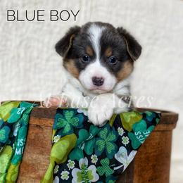 American Corgi and Pembroke Welsh Corgi Puppies from At Ease Acres
