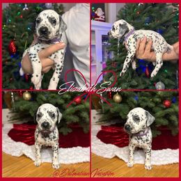 Elizabeth Swan - White and black female Dalmatian puppy in Chehalis, Washington from Dalmatian Vacation