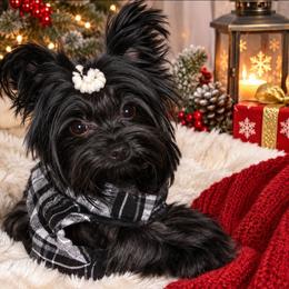 HARLEY QUINN - Yorkshire Terrier