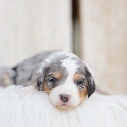 Rain - Merle female Bernedoodle puppy in Spokane, Washington from Lilac City Doodles