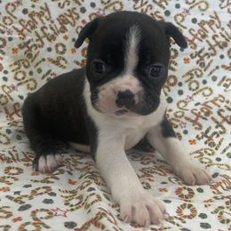 Dave - Black and white male Boston Terrier puppy in Fillmore, Illinois from Wind Hill Puppies