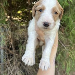 Orange - Parti male Goldendoodle puppy in Richmond, Kentucky from The Doting Doodle