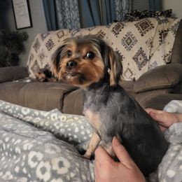 Lily - Yorkshire Terrier