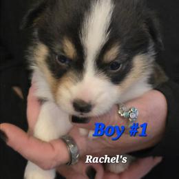 Puppy 1 - Black and tan male Pembroke Welsh Corgi puppy in Buffalo, Wyoming from Diamond K Corgis