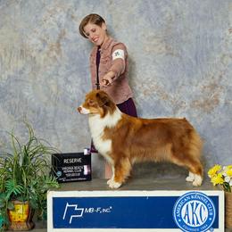 Brooke - Australian Shepherd