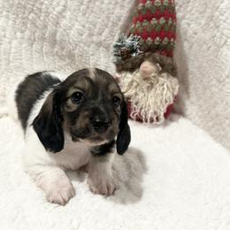 Luca CKC Registered - Cream male Dachshund puppy in Palestine, Texas from Oak tree Dachshunds