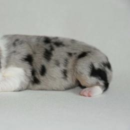 Female 4 - Blue merle female Australian Shepherd puppy in Hamilton, New Jersey from Birch Haus