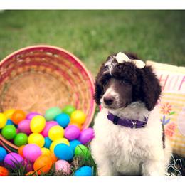 Poodle Puppies from The Parti Collection