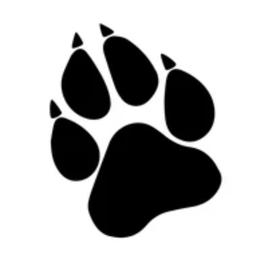 Thunder - Siberian Husky